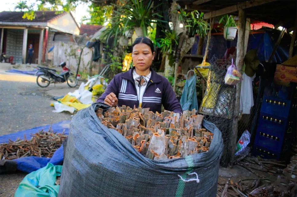 Giá quế thấp chỉ còn 10.000-15.000 đồng/kg vỏ quế tươi. Ảnh: NGUYỄN TRANG