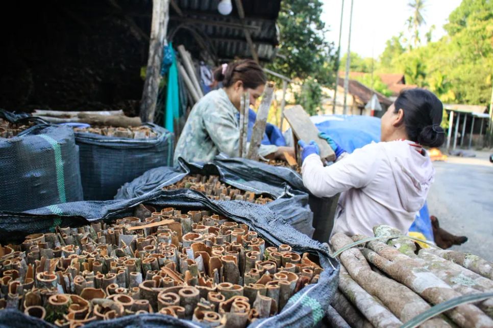 Mỗi năm, người Cor thu hoạch quế làm 2 đợt. Ảnh: NGUYỄN TRANG