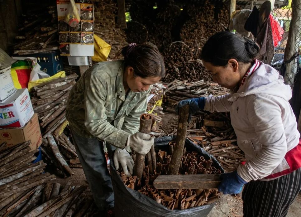 Người Cor ở xã Tây Trà Bồng, tỉnh Quảng Ngãi, vào vụ khai thác quế. Ảnh: NGUYỄN TRANG