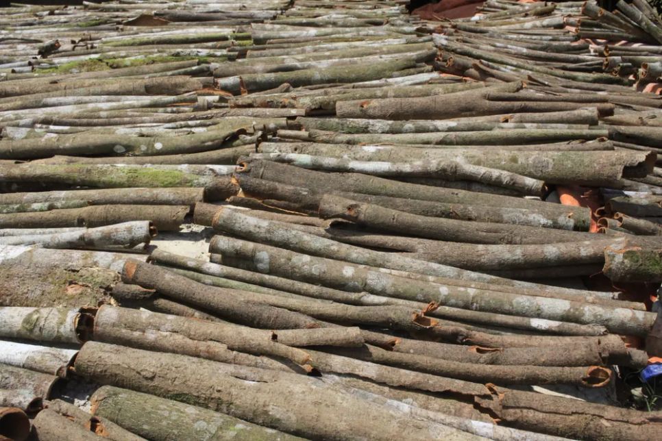 Quế được phơi khô sau khi khai thác. Ảnh: NGUYỄN TRANG <br>