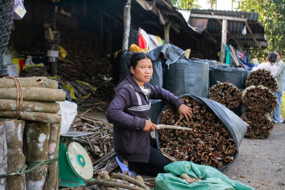 Quế sau khi khai thác được chở đến các vựa để bán cho thương lái. Ảnh: NGUYỄN TRANG