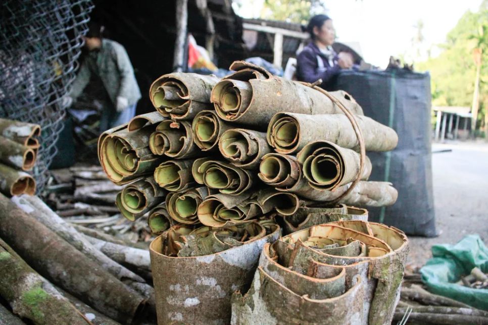 Vỏ quế tươi đạt chất lượng sau khai thác. Ảnh: NGUYỄN TRANG