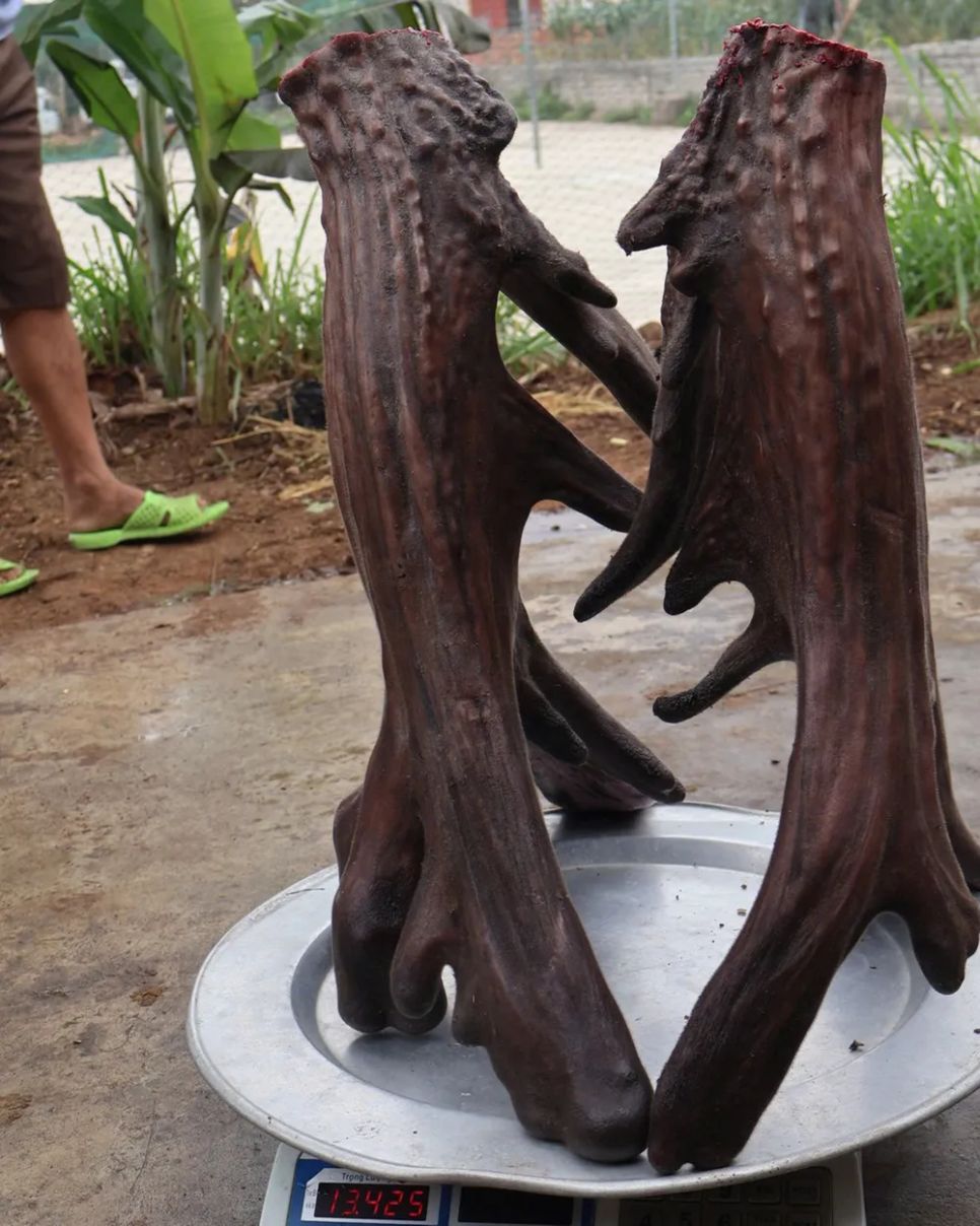 Cặp lộc nhung 13,4kg