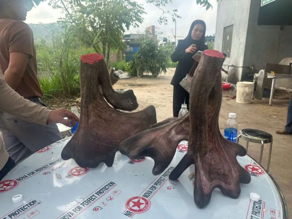 Cặp lộc nhung nặng 16,7kg