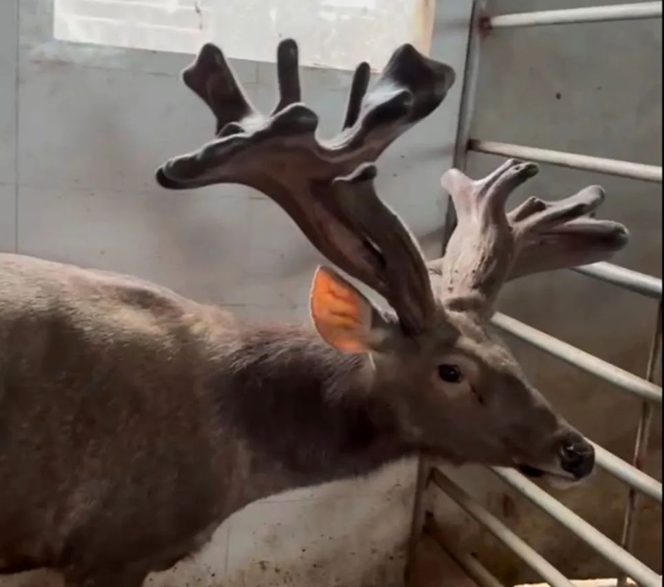 Con nai cho cặp lộc nhung nặng 16,7kg