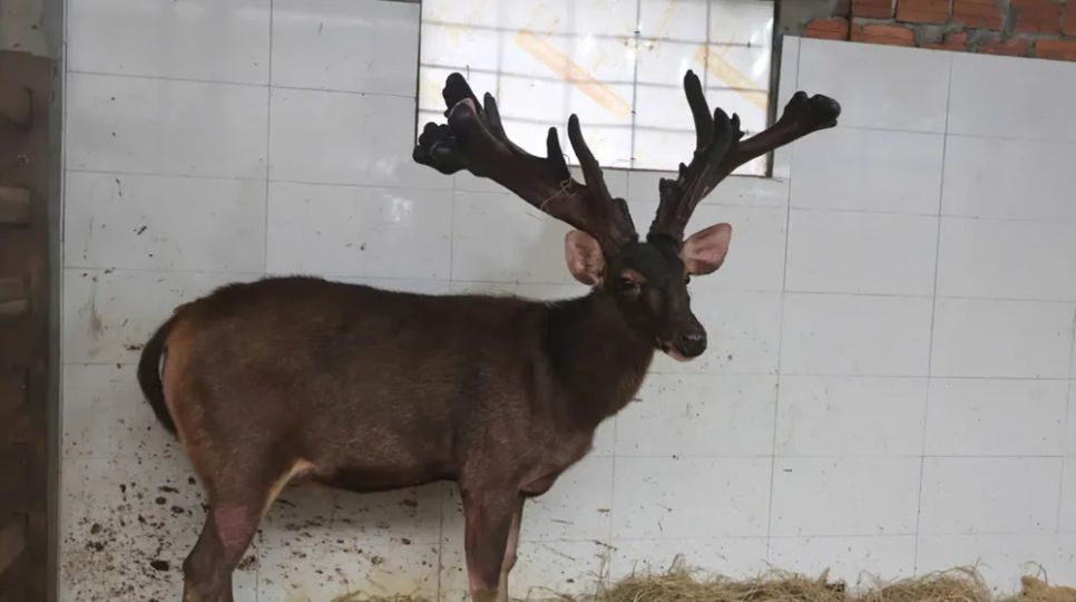 Con nai trước khi thu hoạch cặp lộc nhung nặng 13,4kg