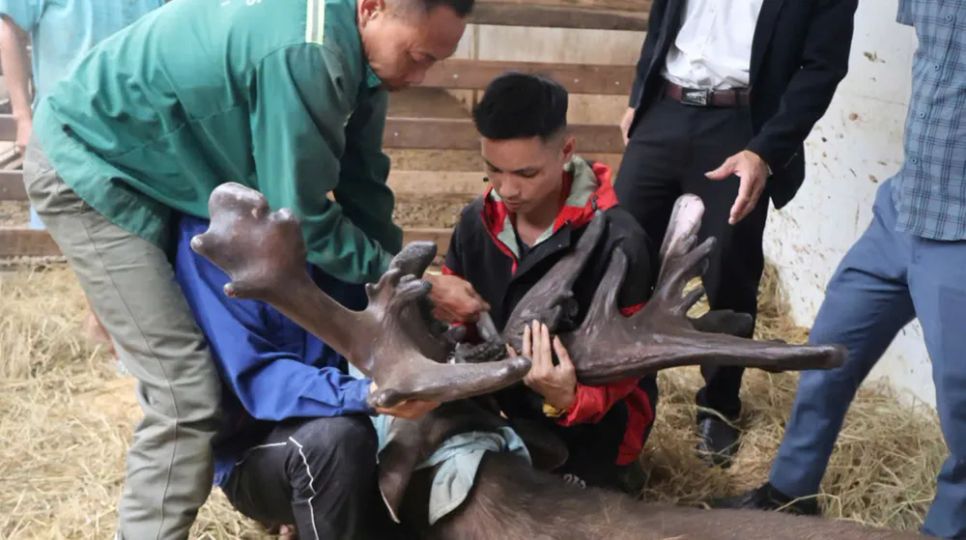 Người dân thu hoạch cặp nhung nai