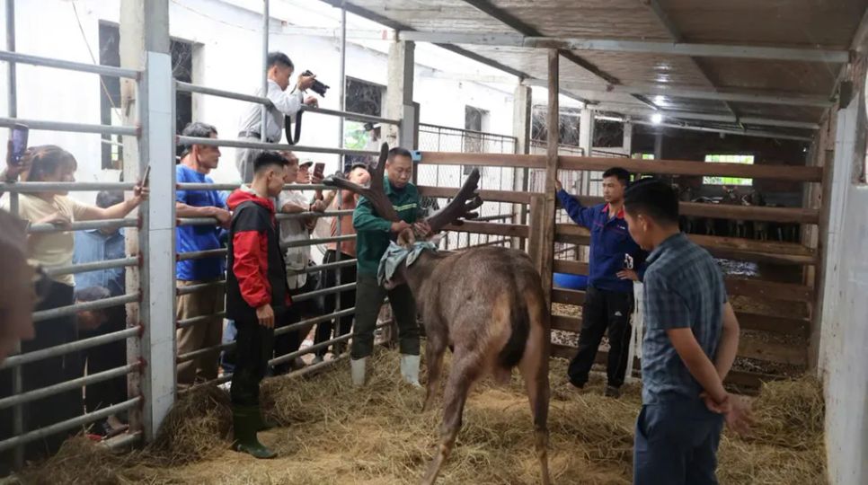 Nhiều người dân đến chứng kiến thu hoạch cặp nhung