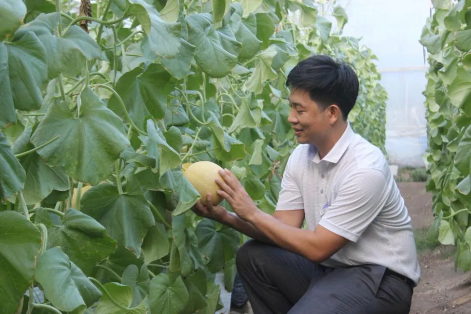 Hợp tác xã Nông nghiệp công nghệ cao Kim Long (xã Phú Giáo, TPHCM) trồng dưa lưới xuất khẩu