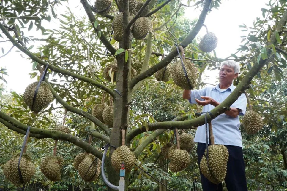 Xuất khẩu rau quả mang về 500 triệu USD mỗi tháng