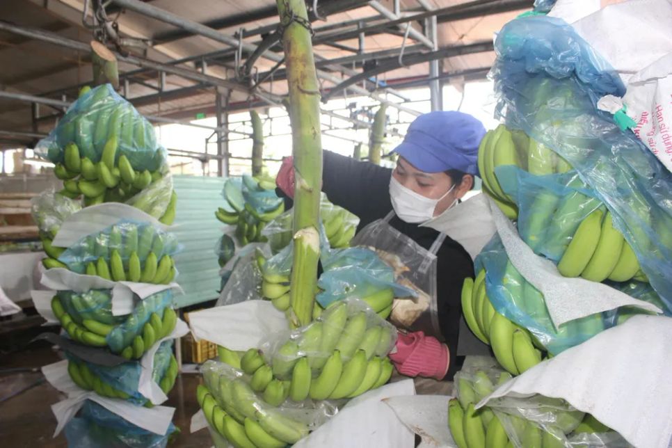 Xuất khẩu rau quả mang về 500 triệu USD mỗi tháng