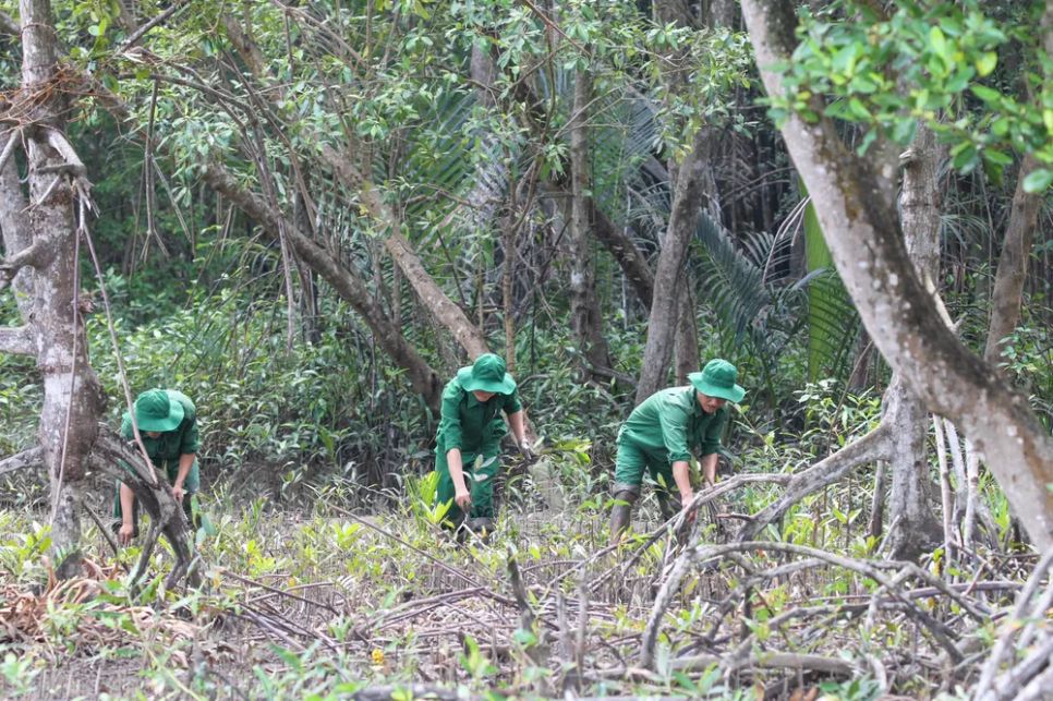 Rừng ngập mặn xã Cần Giờ, TPHCM. Ảnh: HOÀNG HÙNG