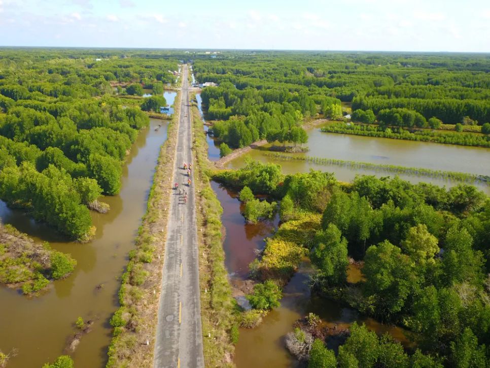 Rừng ngập mặn xã Năm Căn, tỉnh Cà Mau. Ảnh: HOÀNG HÙNG
