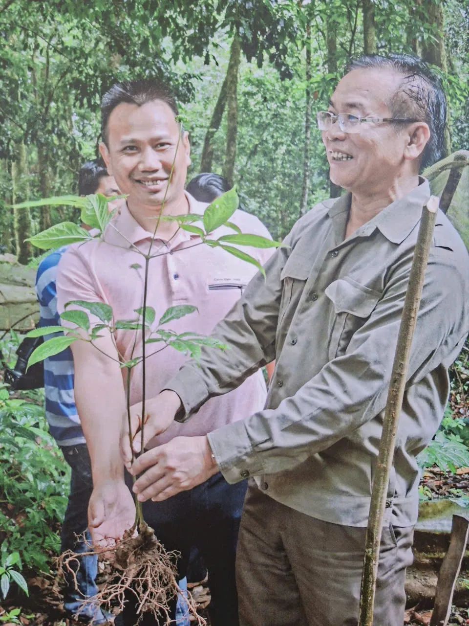 Cây sâm tại vườn của Công ty cổ phần sâm Ngọc Linh Kon Tum