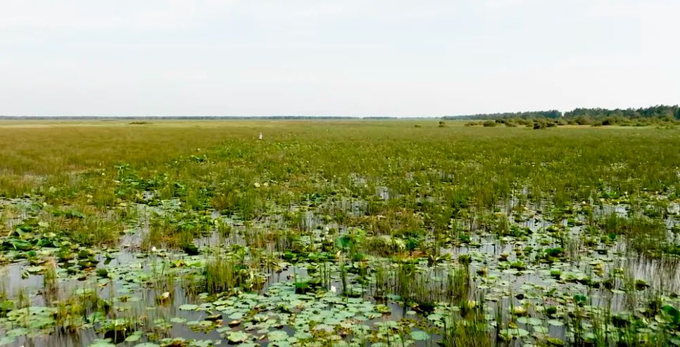 Một góc Vườn quốc gia Tràm Chim