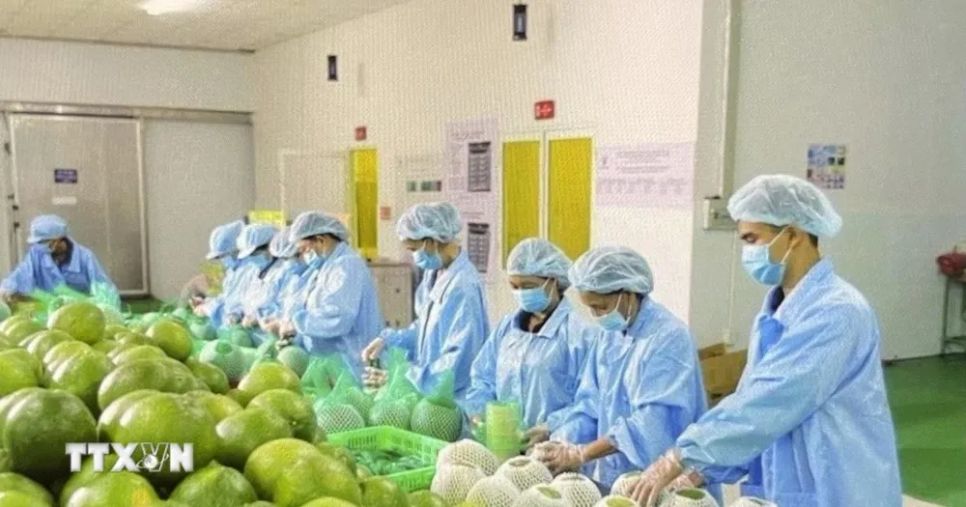Đóng gói bưởi da xanh xuất khẩu tại Chợ Lách, Vĩnh Long. (Ảnh: Hồng Nhung/TTXVN)