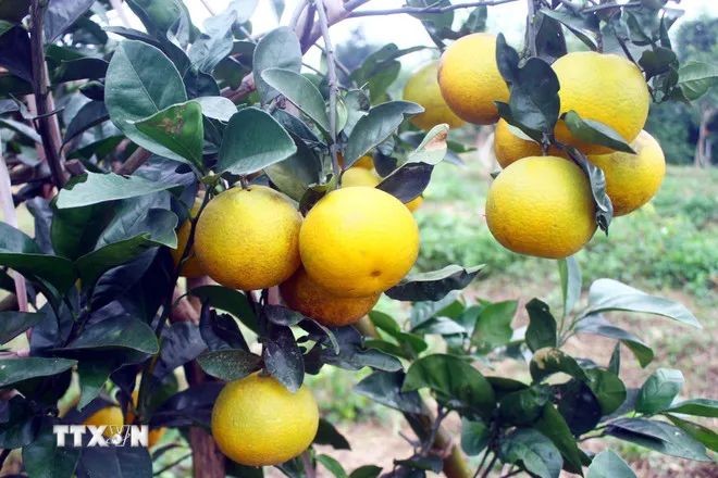 Số hóa 'lý lịch' nông sản để thâm nhập những thị trường khó tính