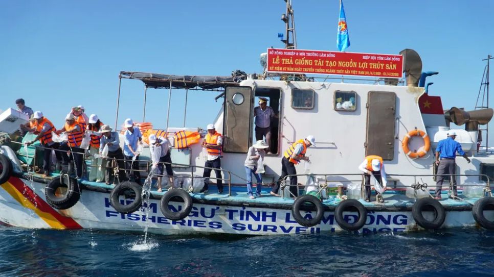 Hơn 1 triệu con giống thủy sản đã được thả xuống biển Hòn Cau