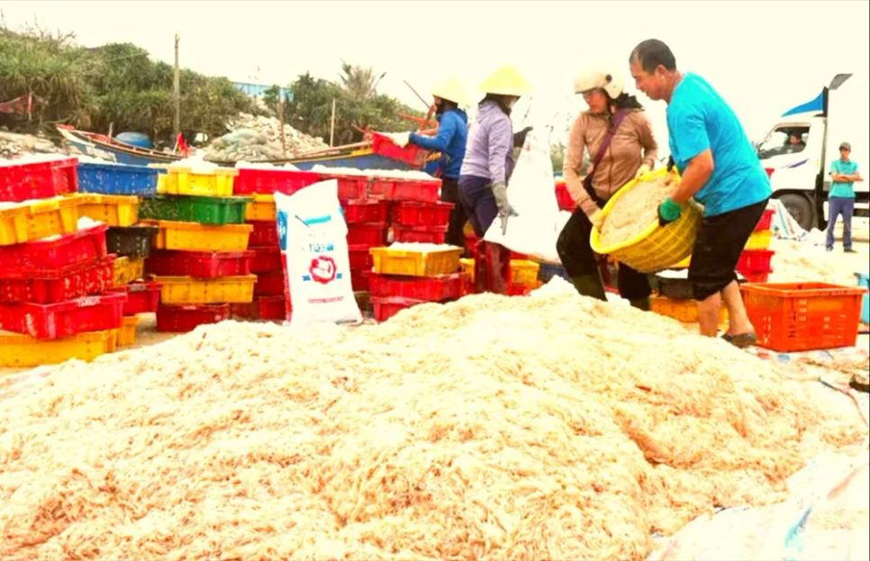 Ngư dân Hà Tĩnh trúng mẻ ruốc biển