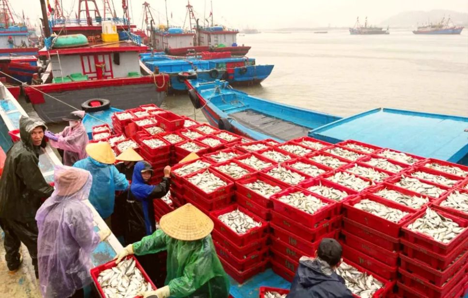 Bền bỉ vươn khơi, ngư dân trúng 'lộc'