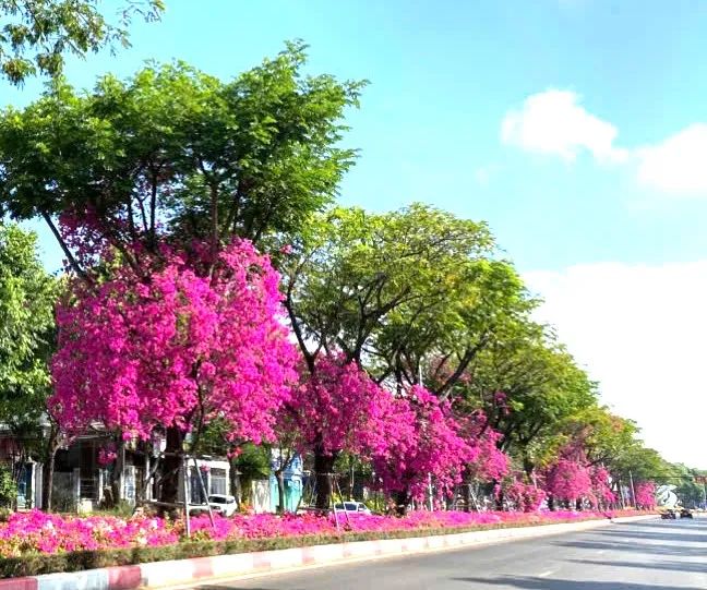 Cuối tháng 3, cả tuyến đường 3-2 dài hơn 10km nhuộm màu hồng rực rỡ của hoa giấy. Ảnh: Q.V