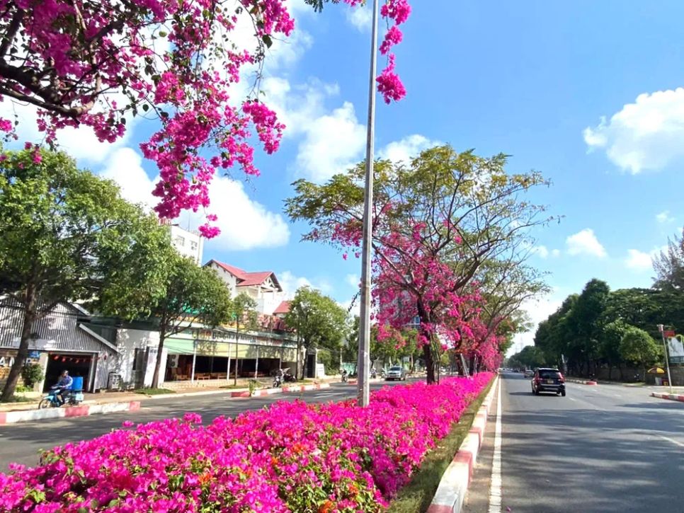 Đường hoa giấy rực rỡ, nhiều người đi qua tuyến đường này xuýt xoa. Ảnh: Q.V