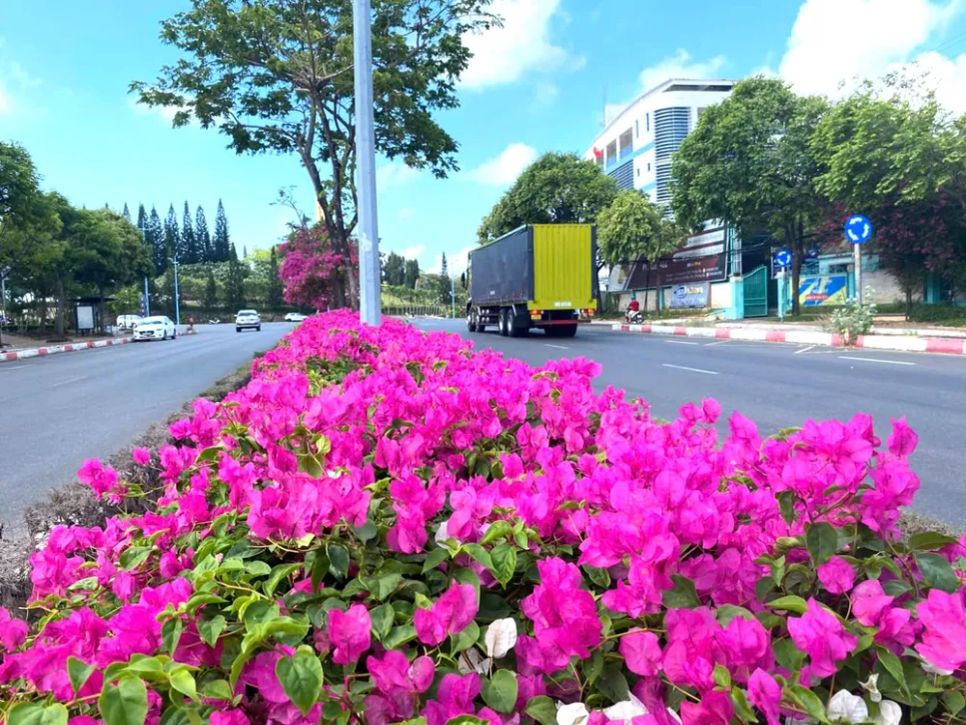 Giữa dải phân cách hoa nở rực rỡ. Ảnh: Q.V