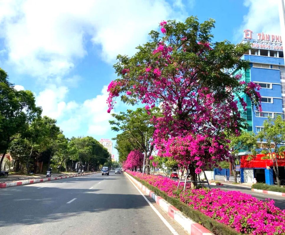 Hoa giấy dễ trồng nhưng để có được đường hoa dài và đẹp như thế này là có 