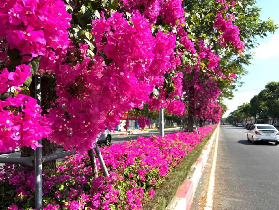 Hoa nở kín, phủ hồng cả tuyến đường. Ảnh: Q.V