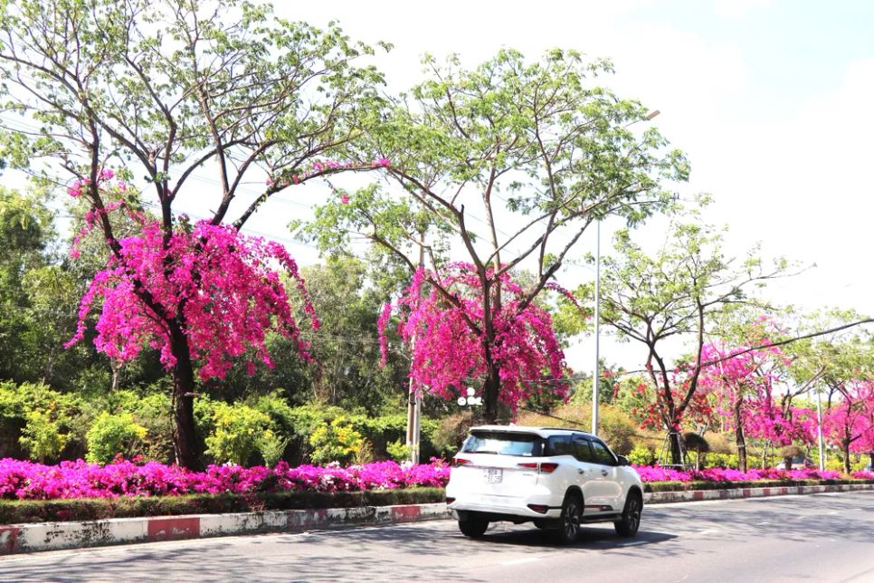 Ở góc chụp nào, đường hoa cũng đẹp mê mẩn. Ảnh: QUANG VŨ