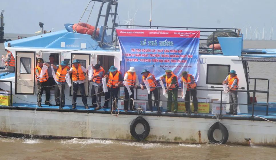 Sở NN-MT tỉnh Cà Mau tổ chức thả tôm sú giống ở khu vực cửa biển Gành Hào