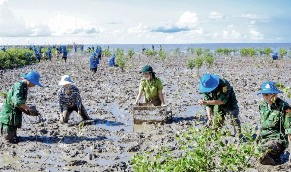 Hoạt động trồng rừng tại khu vực bãi bồi ven bờ biển Cần Thơ