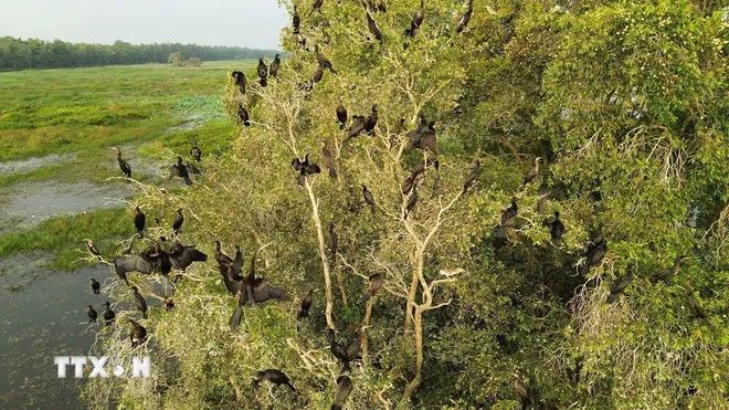 Nỗ lực 'hồi sinh' Vườn Quốc gia Tràm Chim