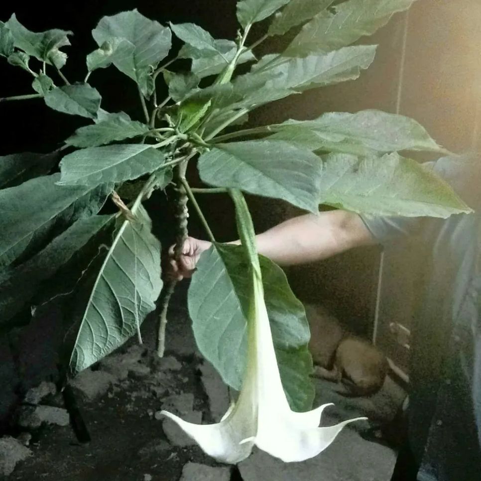 Loài cây nghi vấn gây ngộ độc cho 3 người trong gia đình Loài cây nghi vấn gây ngộ độc cho 3 người trong gia đình