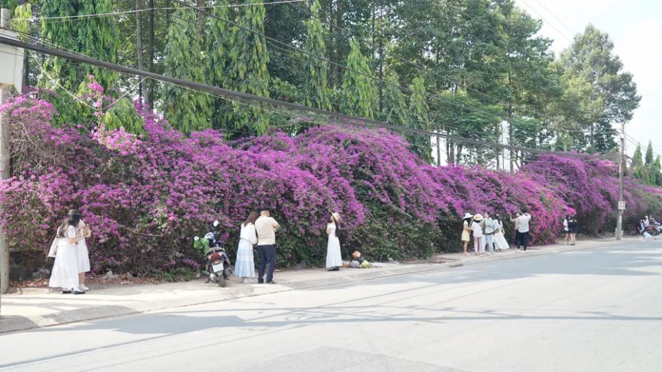 Dàn hoa giấy màu tím thu hút người xem, chụp ảnh Dàn hoa giấy màu tím thu hút người xem, chụp ảnh
