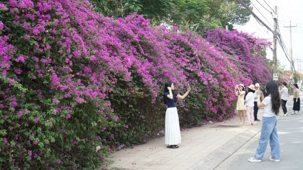 Màu tím hoa giấy làm nổi bật một góc phố Màu tím hoa giấy làm nổi bật một góc phố