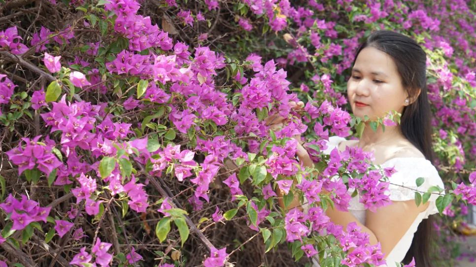 Nhiều bạn trẻ đến chụp ảnh dưới dàn hoa giấy tím Nhiều bạn trẻ đến chụp ảnh dưới dàn hoa giấy tím