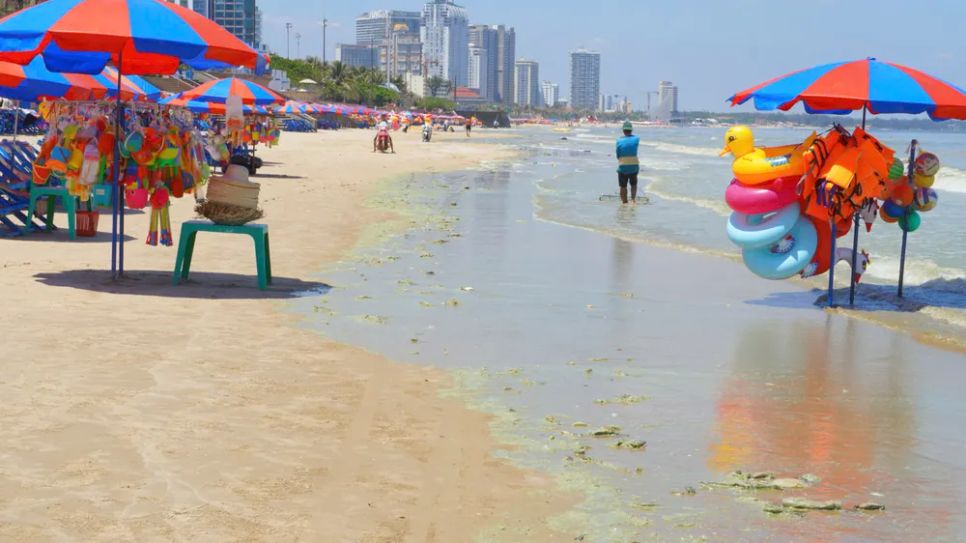 Tảo biển màu xanh trôi dạt vào bờ biển Vũng Tàu