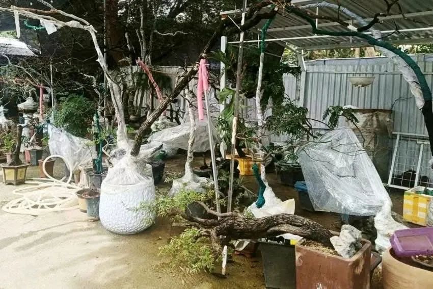 Cơ quan kiểm lâm thu giữ hàng trăm cây muội hồng để xử lý theo quy định. Ảnh: CỤC LÂM NGHIỆP VÀ KIỂM LÂM Cơ quan kiểm lâm thu giữ hàng trăm cây muội hồng để xử lý theo quy định. Ảnh: CỤC LÂM NGHIỆP VÀ KIỂM LÂM