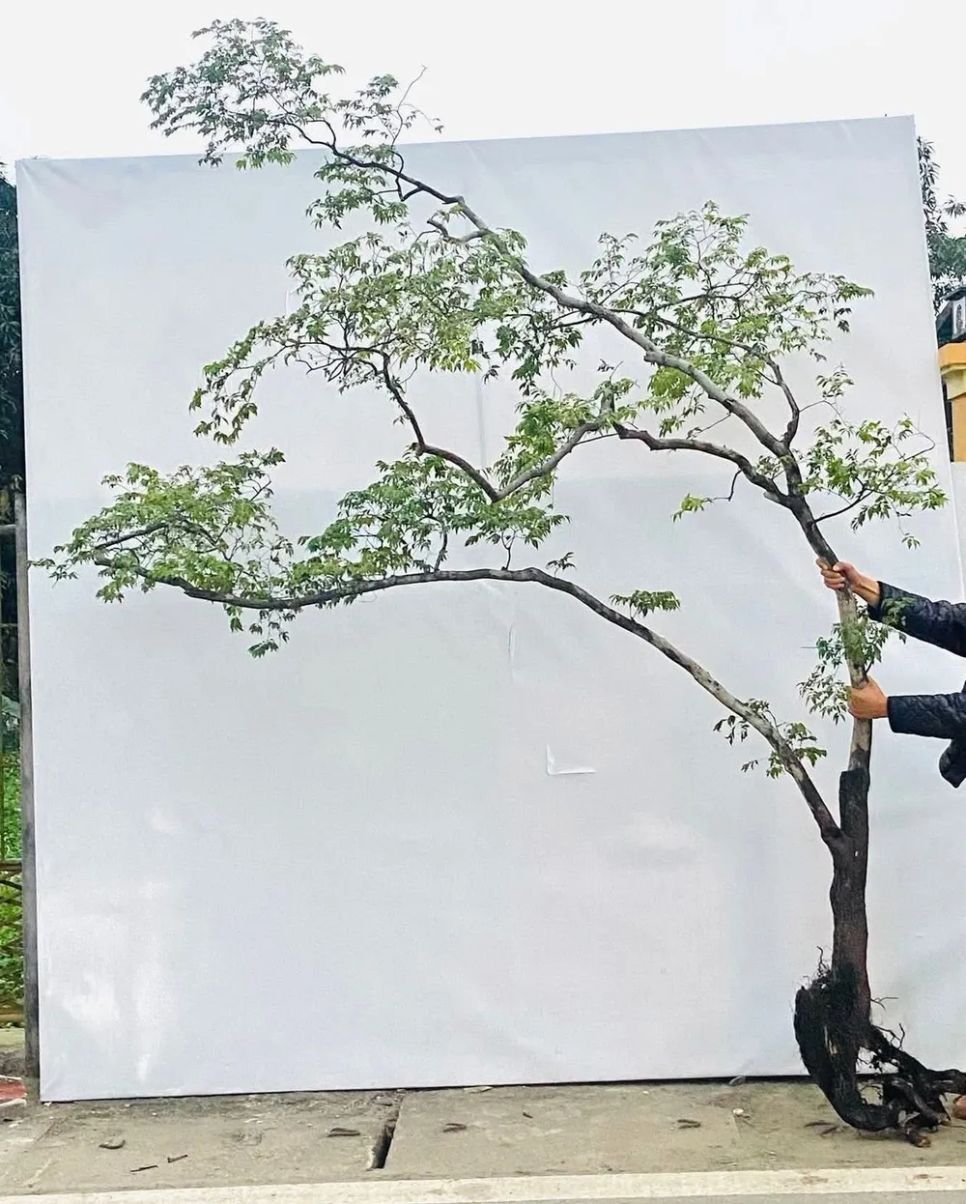 Muội hồng được khai thác để làm cây cảnh. Ảnh: CỤC LÂM NGHIỆP VÀ KIỂM LÂM Muội hồng được khai thác để làm cây cảnh. Ảnh: CỤC LÂM NGHIỆP VÀ KIỂM LÂM