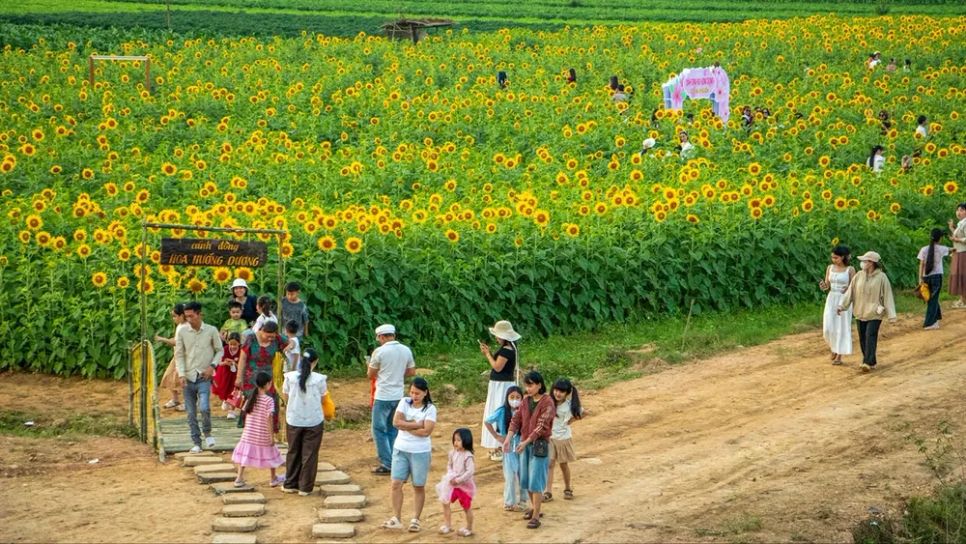 Cánh đồng hoa hướng dương ở xã Vu Gia (TP Đà Nẵng) khoe sắc giữa làng quê (ẢNH: XUÂN QUỲNH) Cánh đồng hoa hướng dương ở xã Vu Gia (TP Đà Nẵng) khoe sắc giữa làng quê (ẢNH: XUÂN QUỲNH)
