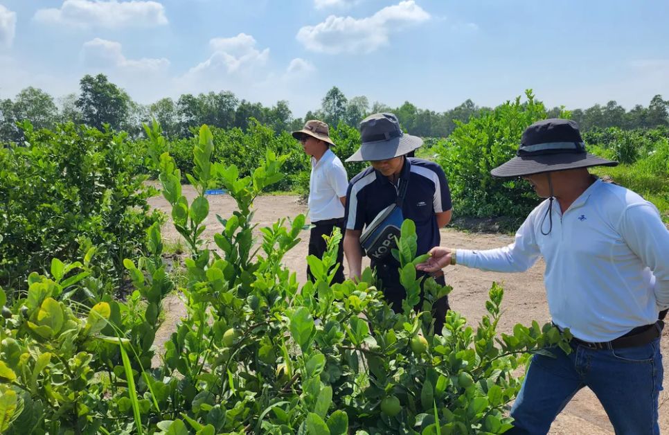 Một vườn chanh tại xã Hội Cư, Đồng Tháp