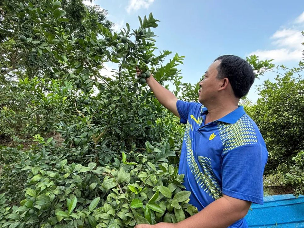 Nông dân Lê Hồng Nhân, phường Sa Đéc (Đồng Tháp) thu hoạch chanh <br>