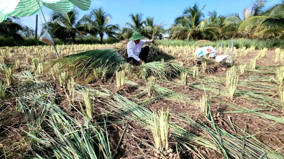 Nông dân xã Tân Phú Đông (Đồng Tháp) thu hoạch sả <br>