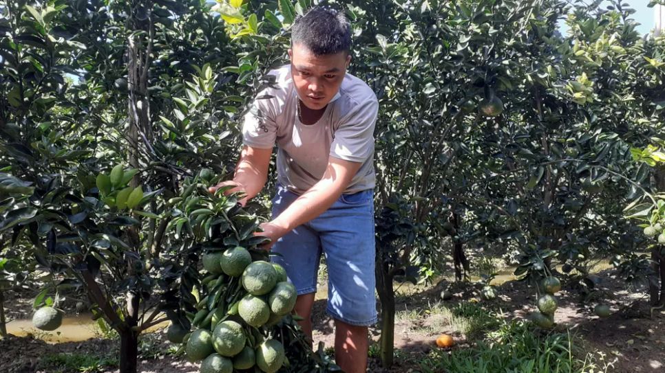 Vườn cam tại xã Tam Ngãi, tỉnh Vĩnh Long