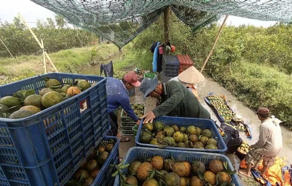 Vườn cam thuộc xã Hiếu Thành, tỉnh Vĩnh Long