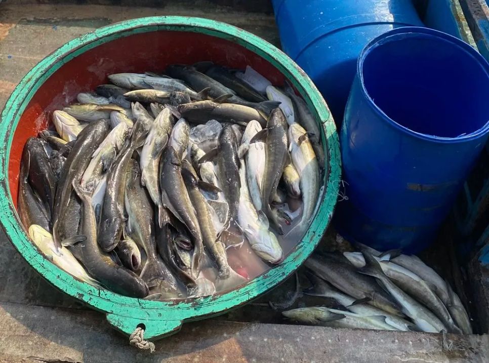 Tìm nguyên nhân khiến cá nuôi lồng bè ở Lý Sơn chết hàng loạt