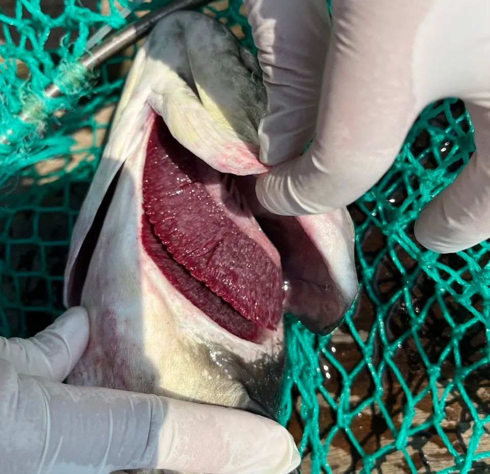 Tìm nguyên nhân khiến cá nuôi lồng bè ở Lý Sơn chết hàng loạt