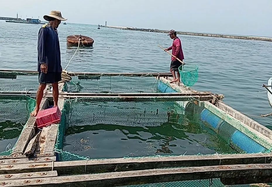 Tìm nguyên nhân khiến cá nuôi lồng bè ở Lý Sơn chết hàng loạt