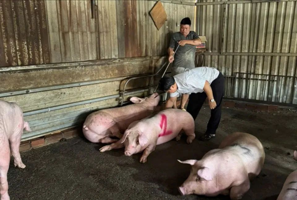 Lực lượng chức năng ghi nhận nhiều con heo được tập kết tại một điểm lò mổ ở phường Tân Thới Hiệp Lực lượng chức năng ghi nhận nhiều con heo được tập kết tại một điểm lò mổ ở phường Tân Thới Hiệp